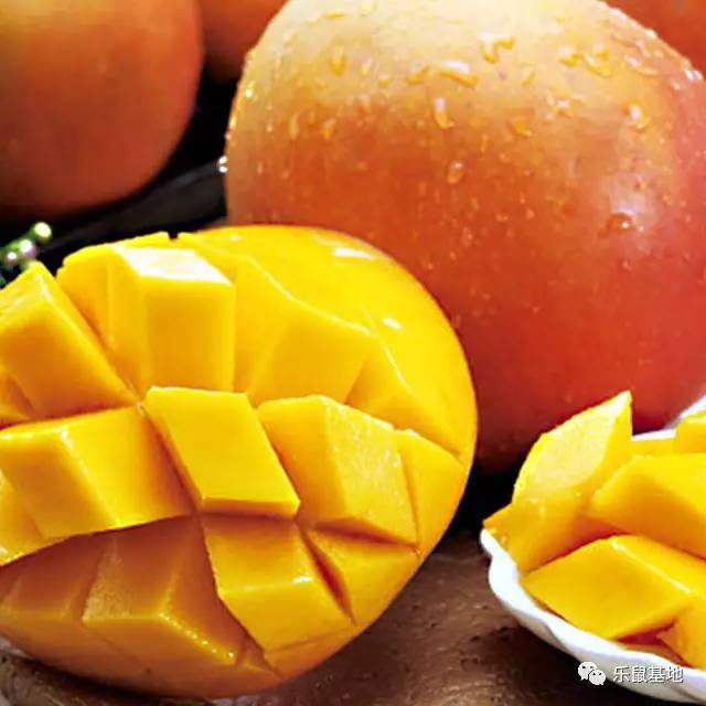 芒果的发展史 (一分钟带你了解芒果)
