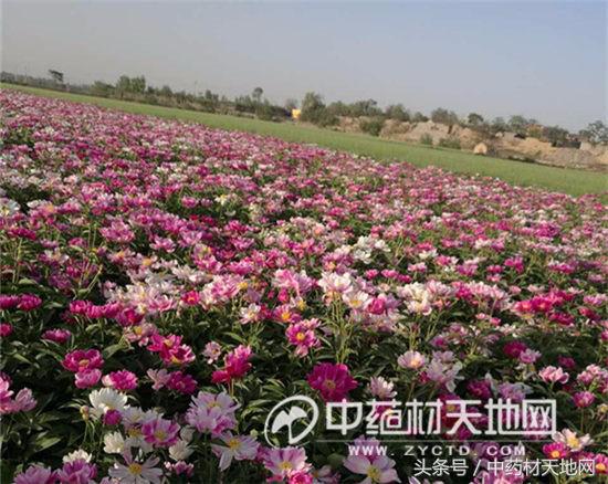 影响白芍价格行情的因素有哪些,白芍最新行情价格是涨还是降