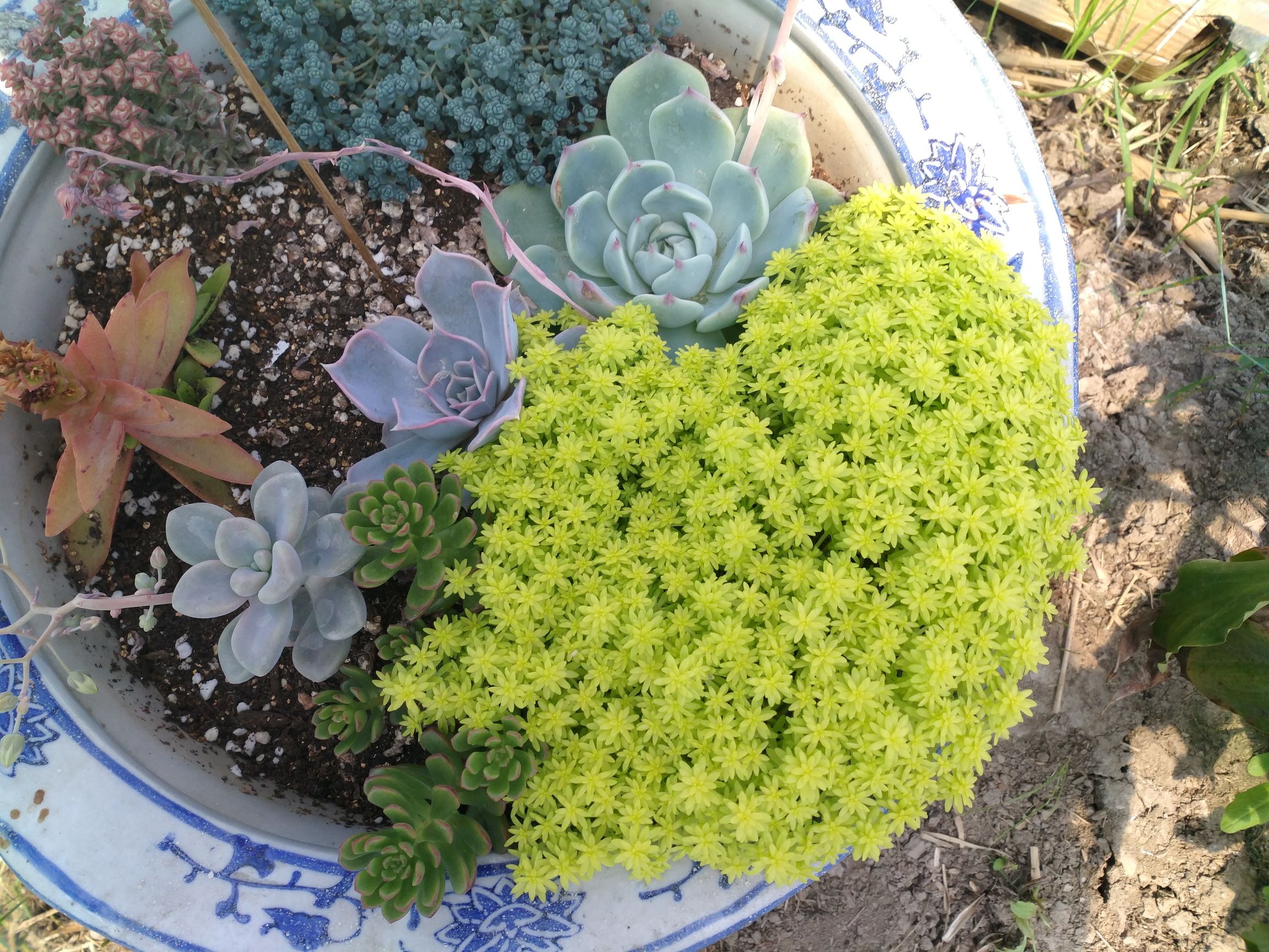 旋叶姬星美人状态,旋叶姬星美人蔫了怎么办