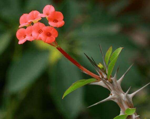 这十种植物千万别养,这5种植物不宜养在家中