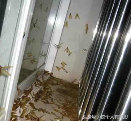 下雨晚上往屋里飞的是什么虫子,下雨的飞虫进家来会自己死掉吗