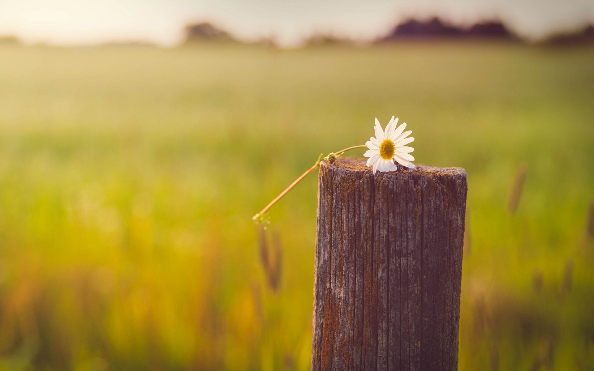 苏东坡人生分析,苏东坡超脱的人生信念