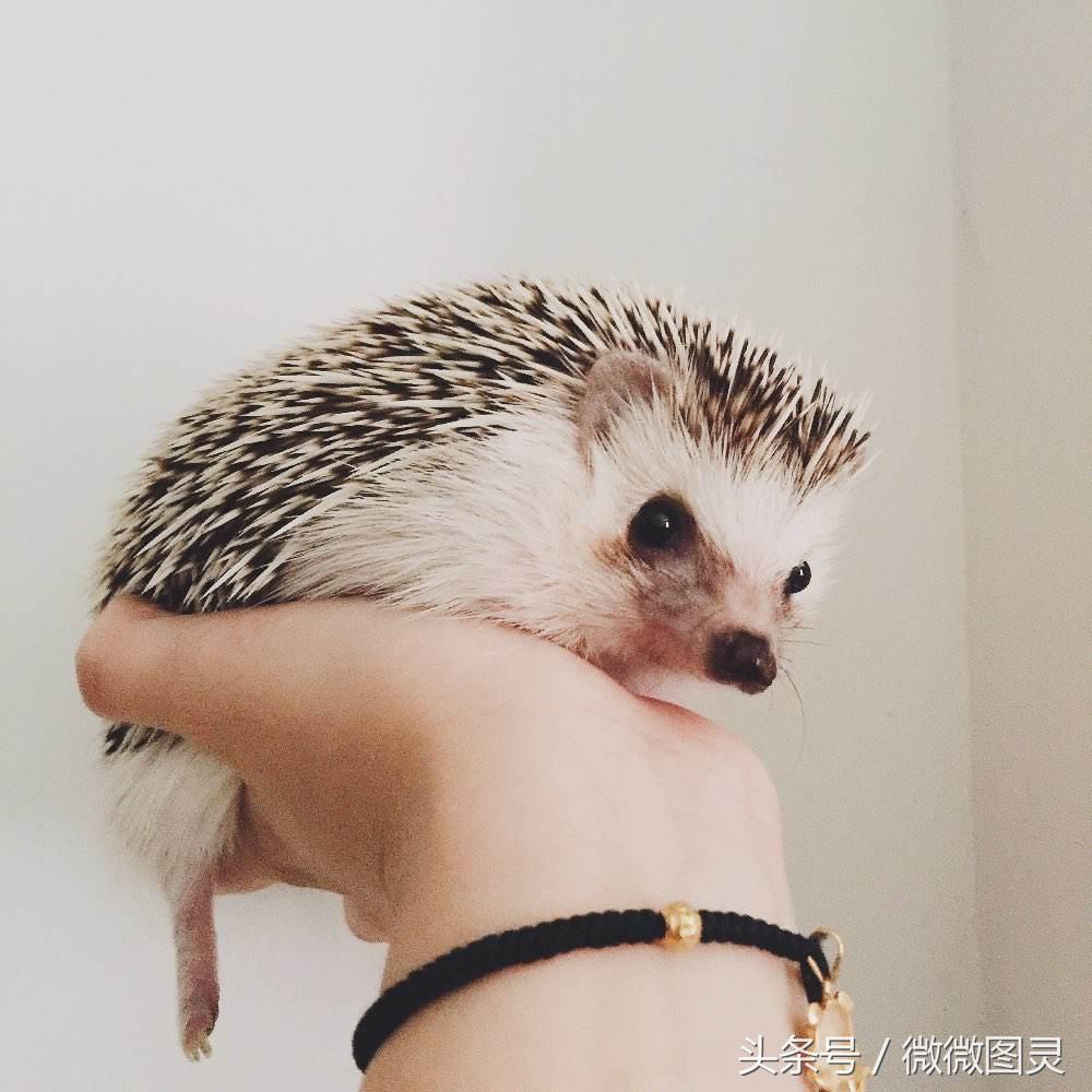 萌宠可爱超萌小刺猬,可爱萌宠刺猬