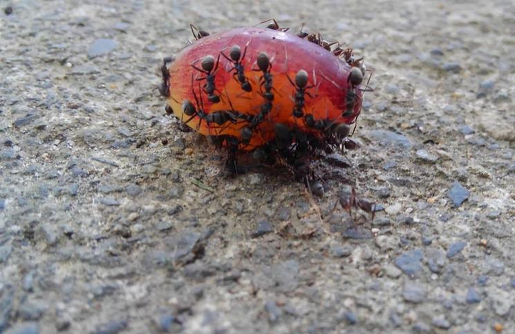 七星女王葡萄的优点和缺点,七星女皇葡萄简介