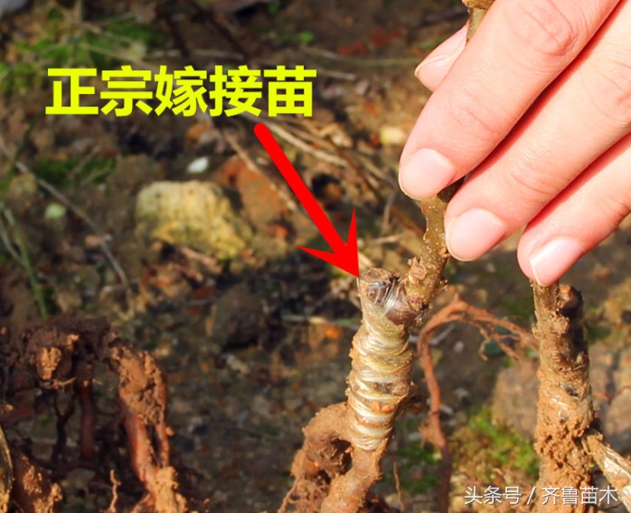 怎样辨别各种果树苗,果树从嫁接口看嫁接真假