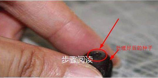 碗莲发完芽之后应该怎么养殖,用碗莲的种子养殖多久可以开花