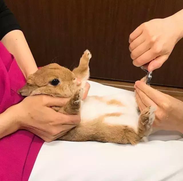 如果你养兔子了会怎样,养一只兔子会寂寞吗