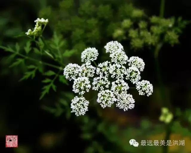 农村随处可见的野草,农村随处可见的草也能卖