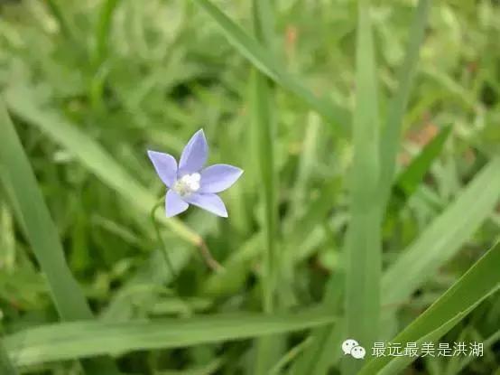 农村随处可见的野草,农村随处可见的草也能卖