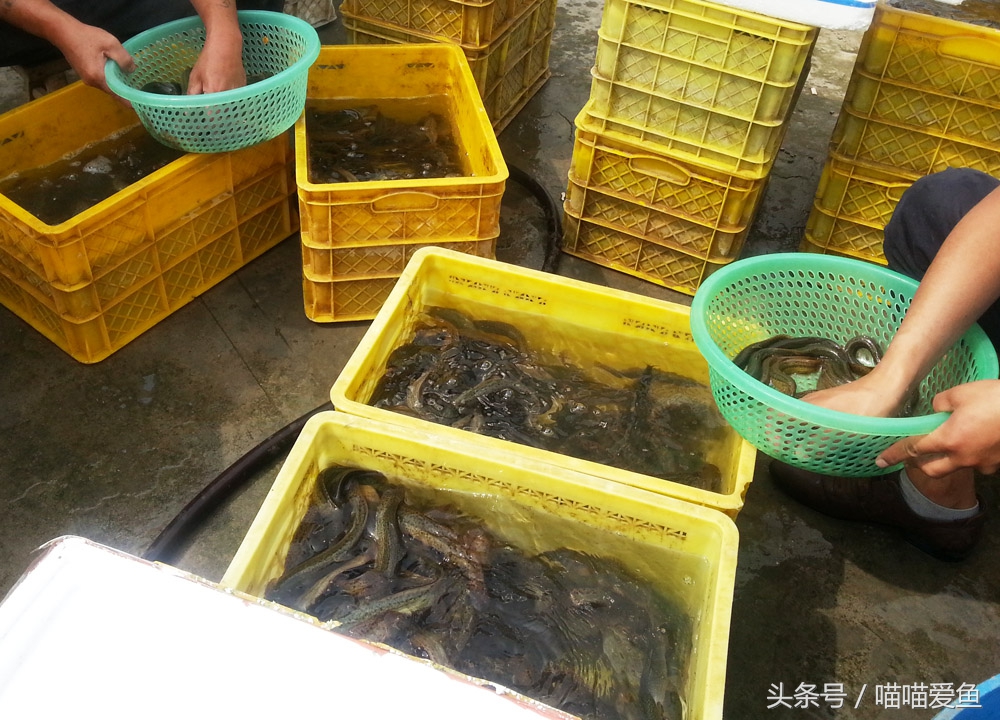 出售优质泥鳅苗,隆昌市泥鳅苗价格