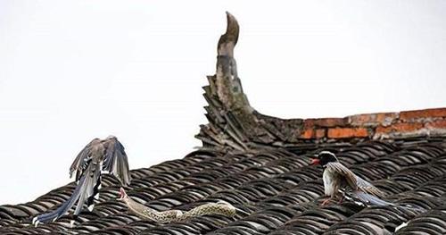 农村路边不能碰什么,村里的习俗什么东西不能碰