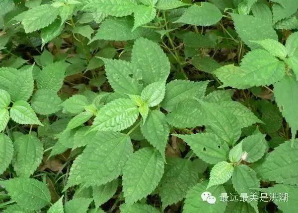 农村随处可见的野草,农村随处可见的草也能卖