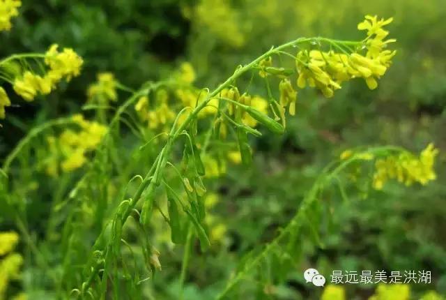 农村随处可见的野草,农村随处可见的草也能卖