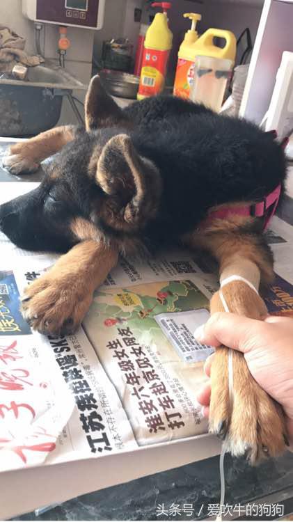 细小治愈全过程,细小治愈后的后遗症