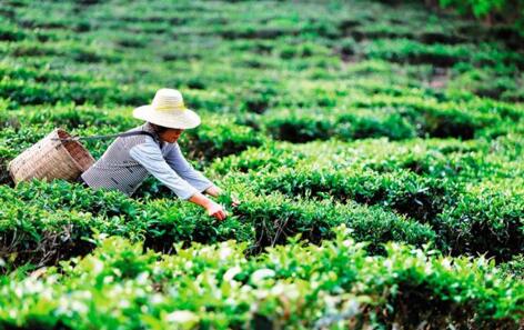 海南预防癌症的茶 (海南养生茶有什么用途)
