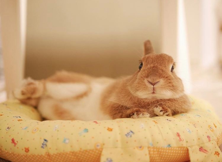 如果你养兔子了会怎样,养一只兔子会寂寞吗