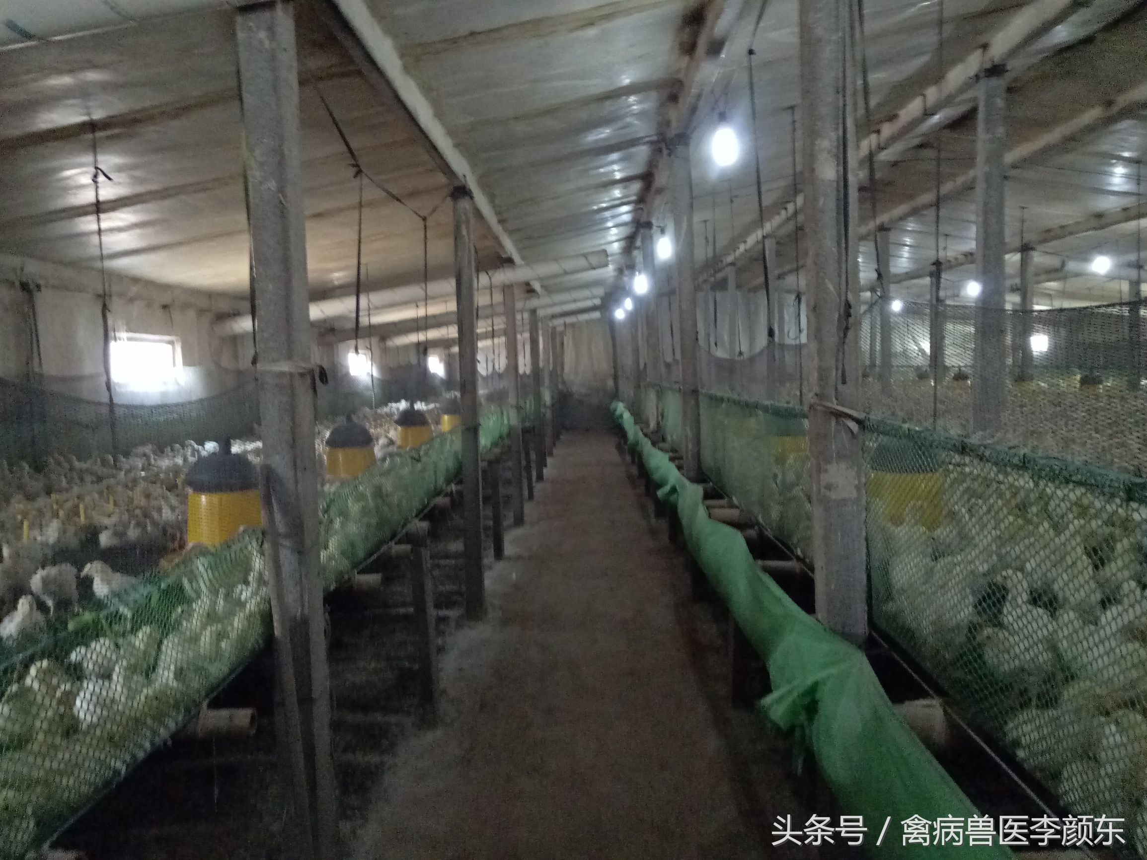 鸡病大肠杆菌、腹膜炎、包心包肝治疗方案！