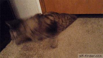 那些柔弱无骨的液体猫，其实猫咪才是水做的吧，最后一个绝了