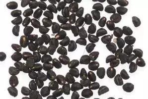 为什么现在的种子发芽还是活不了,种子为什么不发芽