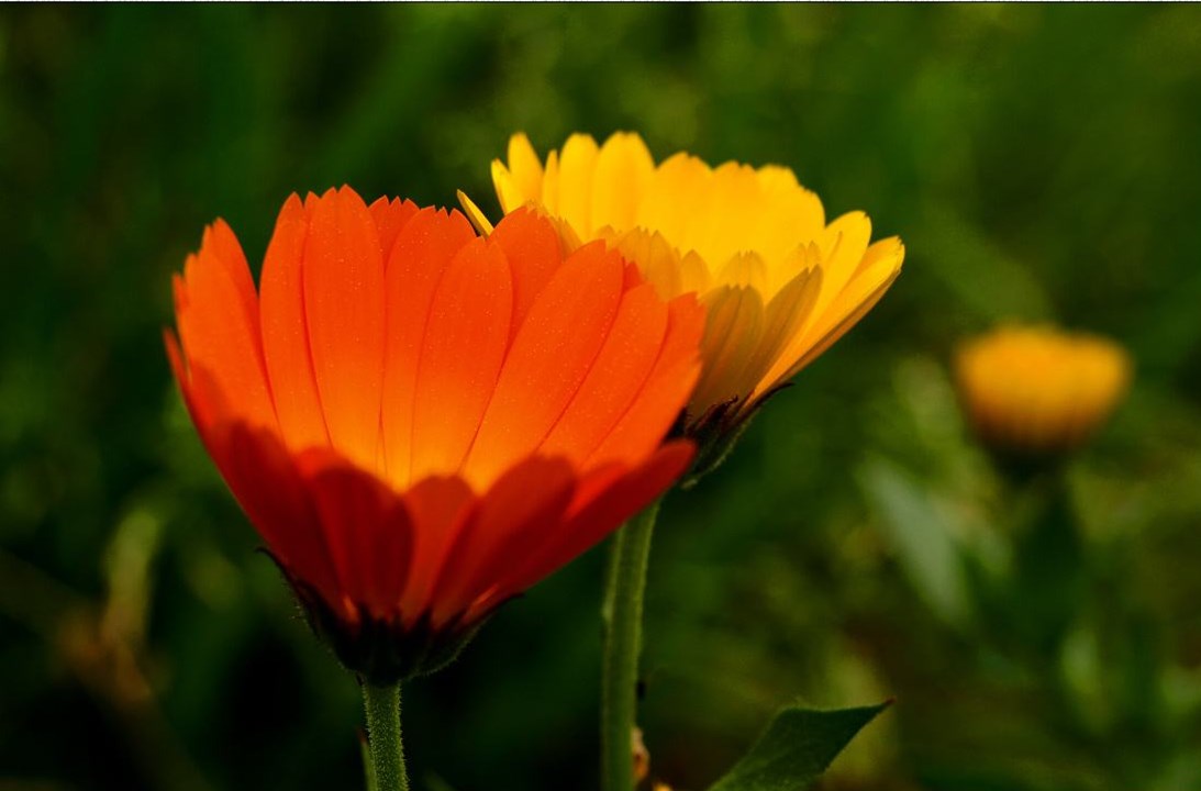 娜丽丝爽肤水缩毛孔,娜丽丝毛孔收敛水