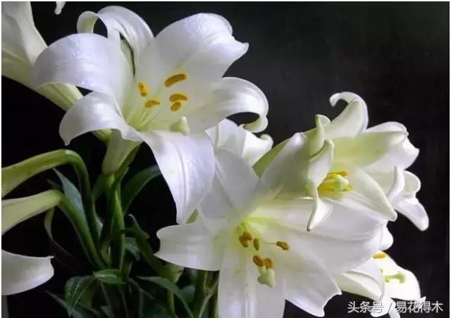 地栽百合花种球会自己繁殖吗,百合花的栽培视频