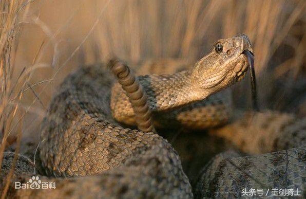 世界十大毒蛇排行榜前十名有哪些,世界十大毒蛇排行榜泰坦蟒