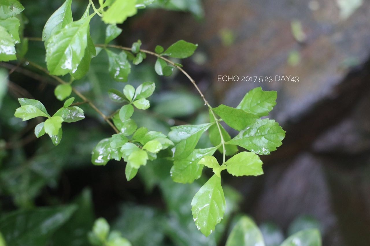 珠海赏花,现在珠海哪里赏花
