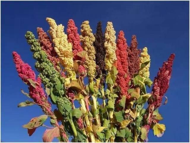 藜麦是炒作出来的吗,藜麦是伪营养吗