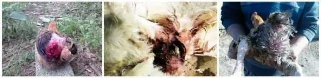 鸡啄癖治疗药,鸡啄癖是怎么回事