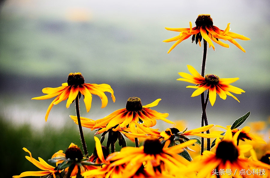长得像向日葵又像菊花,长得像向日葵一样小小的花