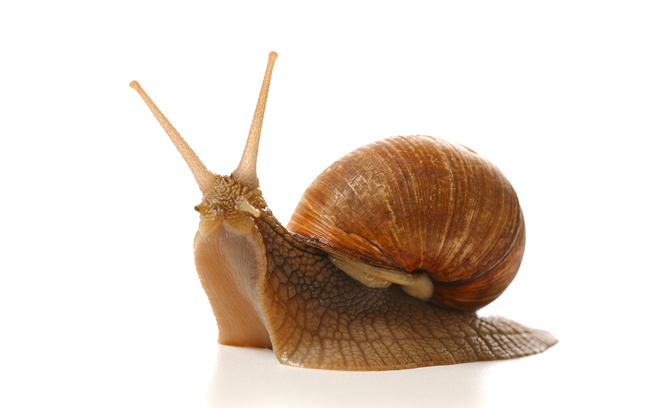 我们常见的蜗牛可不可以吃,蜗牛难道也可以吃吗