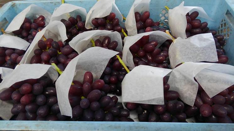 七星女王葡萄的优点和缺点,七星女皇葡萄简介