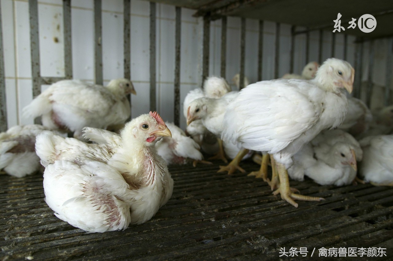 鸡腺胃炎病症分析及预防用药,鸡腺胃炎的原因及防治方法