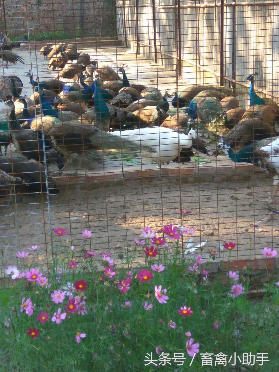 养鸡三年赚钱吗,养鸡赚钱不再愁