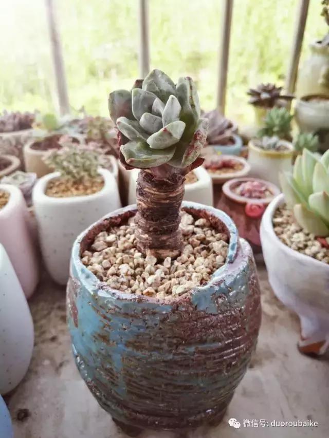 老桩多肉爱生根吗,多肉老法师老桩名品