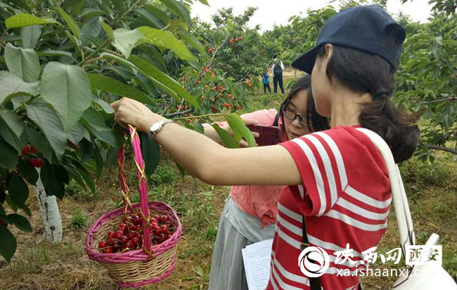 樱桃红了你来摘不摘,樱桃红了等你来采摘