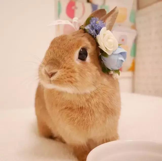 如果你养兔子了会怎样,养一只兔子会寂寞吗