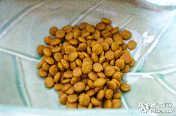 简单训犬小技能,简单学训犬