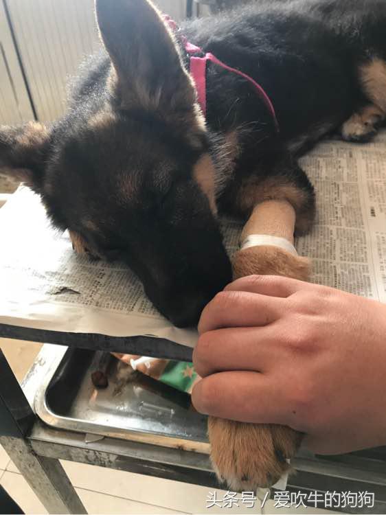 细小治愈全过程,细小治愈后的后遗症