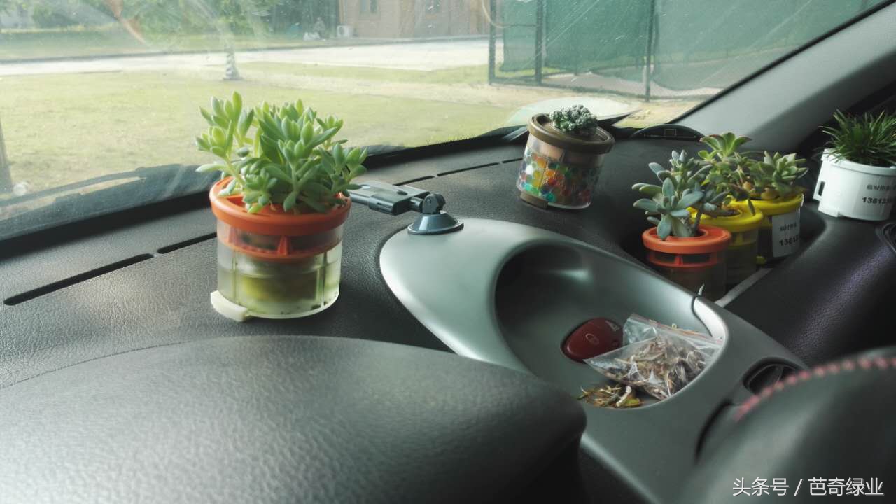 4角鸾凤玉花语,车载花语大全