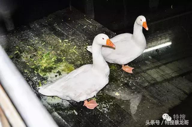 中山南头烧鹅网红美食排行榜,中山南头最好吃的烧鹅