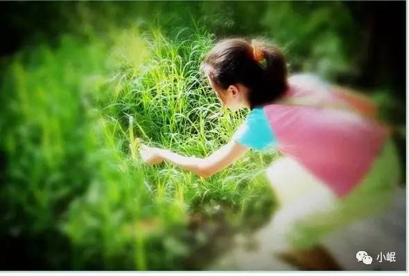 原创|岷县人的端午从一拨子杨柳开始!