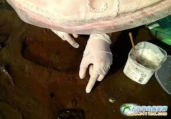 大连海岛趣事：这种海鲜，玩起来比吃都过瘾