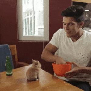 功夫猫搞笑动态图片,搞笑蓝猫gif动图