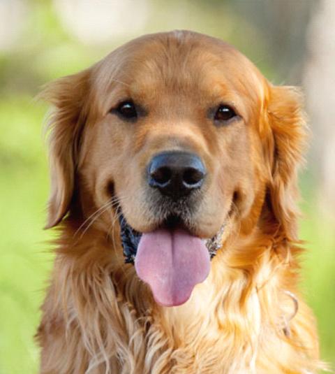 大骨架金毛犬与小骨架金毛比较,金毛犬的外形特点描写