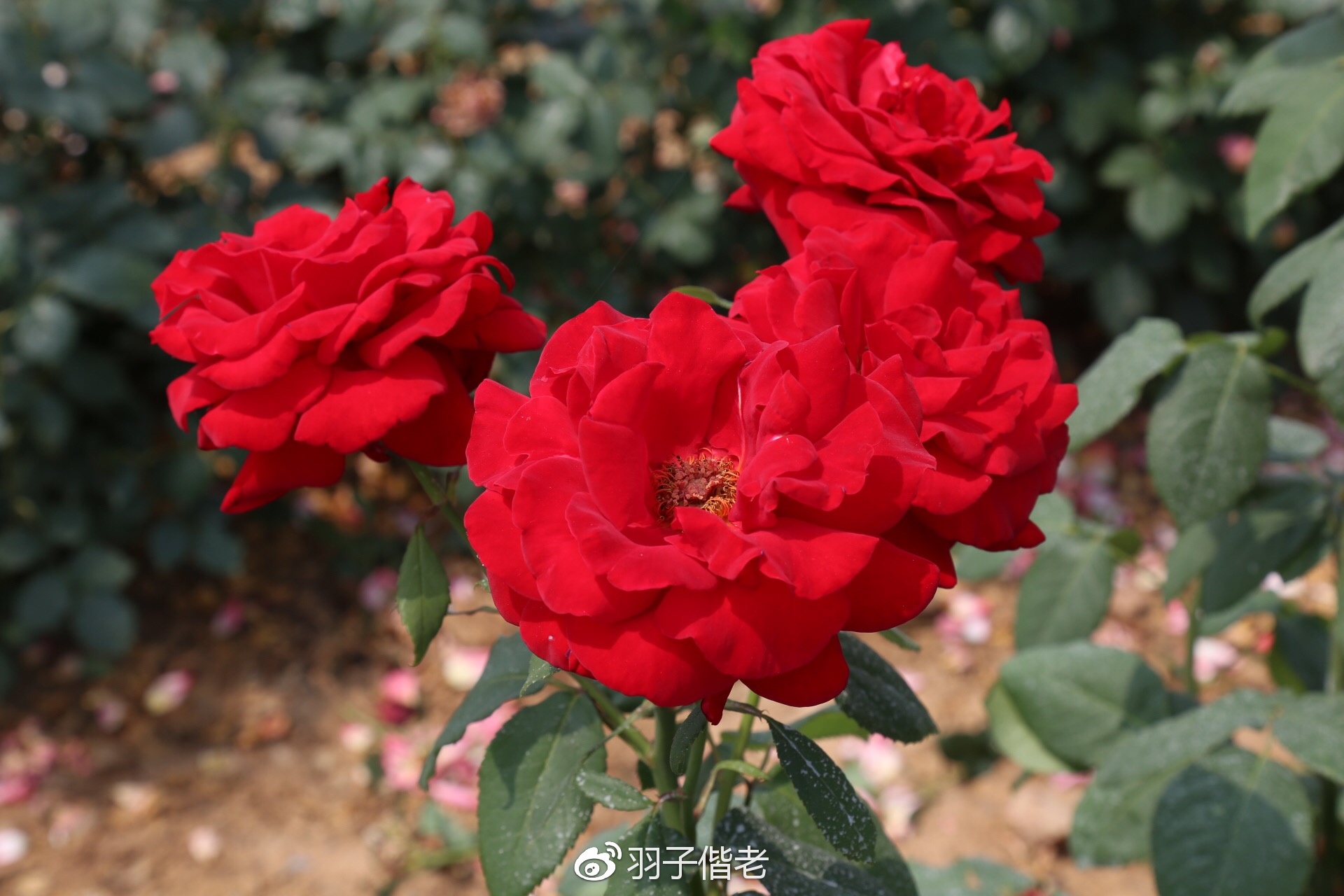 日日春农庄,日日春农业生态园