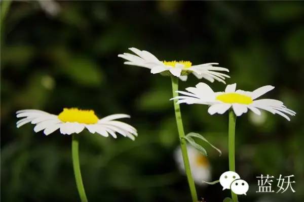怎样才可以把玛格丽特花养好,玛格丽特花养多久爆花