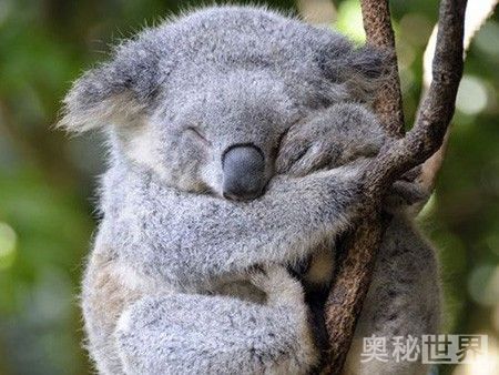 动物是怎么睡觉的教学,动物怎样睡觉的图片