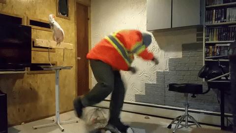 鹦鹉看见自己笼子被砸,鹦鹉看到同伴被猫咬死怎么办