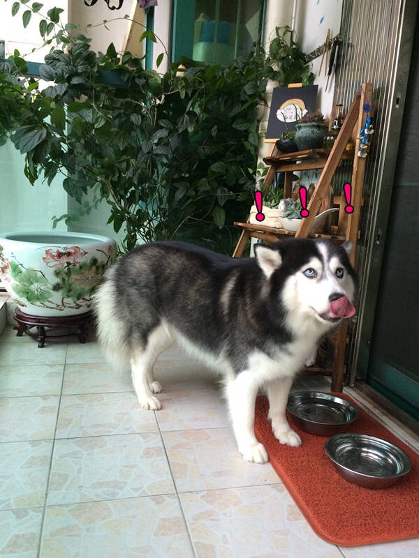 二哈偷吃被揍,二哈偷吃被卡住